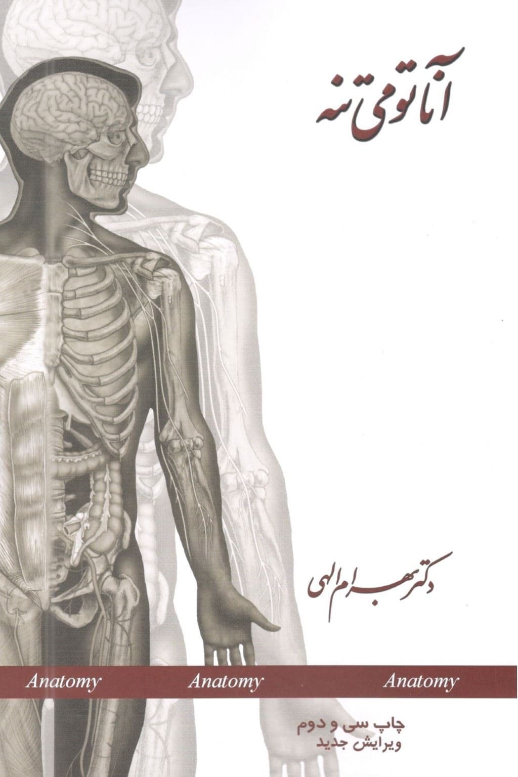 آناتومی تنه