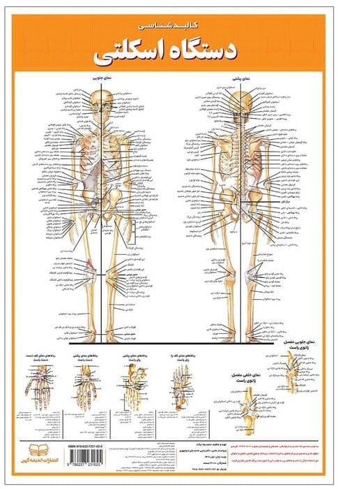 پوستر کالبد شناسی دستگاه اسکلتی 50*35 (گلاسه،باجعبه)