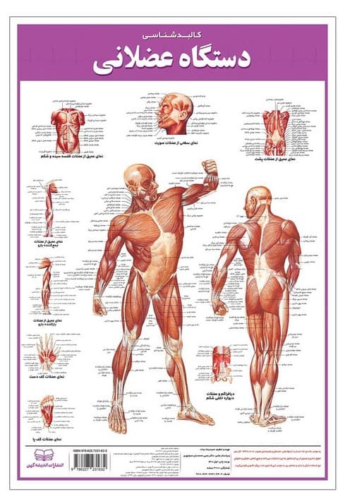 پوستر کالبد شناسی دستگاه عضلانی 50*35 (گلاسه،باجعبه)