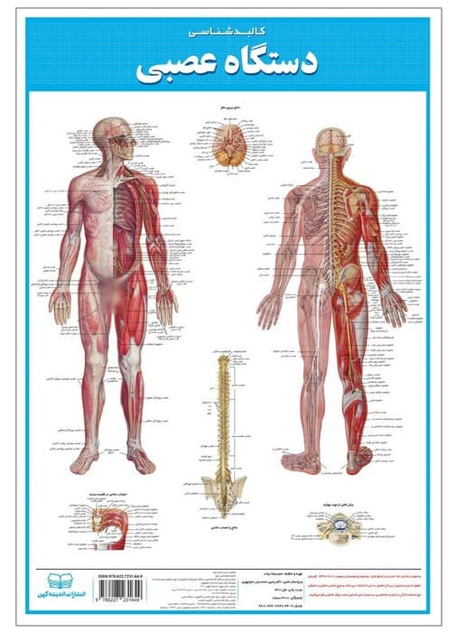 پوستر کالبد شناسی دستگاه عصبی 50*35 (گلاسه،باجعبه)