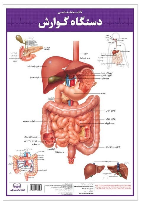 پوستر کالبد شناسی دستگاه گوارش 50*35 (گلاسه،باجعبه)