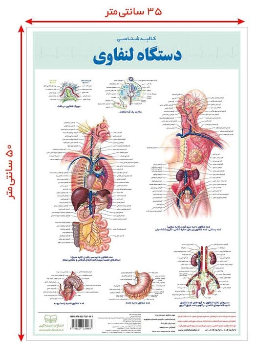 پوستر کالبد شناسی دستگاه لنفاوی 50*35 (گلاسه،باجعبه)
