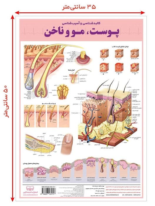 پوستر کالبد شناسی و آسیب شناسی50 پوست،مو و ناخن 50*35 (گلاسه،باجعبه)
