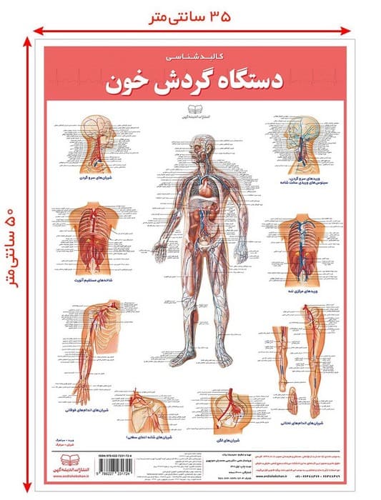 پوستر کالبد شناسی دستگاه گردش خون 50*35 (گلاسه،باجعبه)