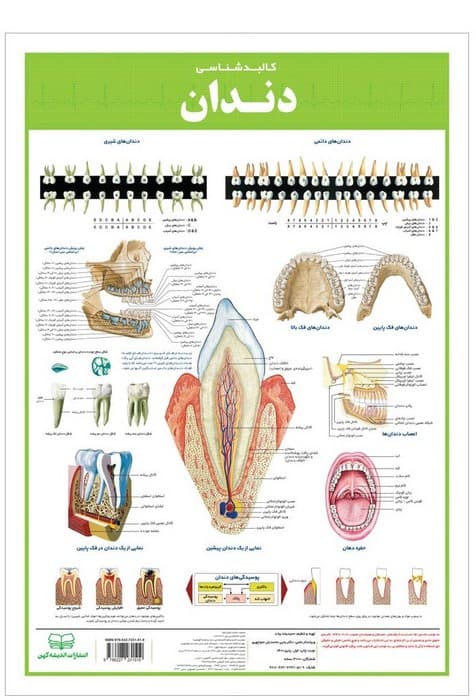 پوستر کالبد شناسی دندان 50*35 (گلاسه،باجعبه)