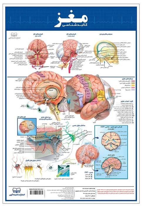 پوستر کالبد شناسی مغز 50*35 (گلاسه،باجعبه)