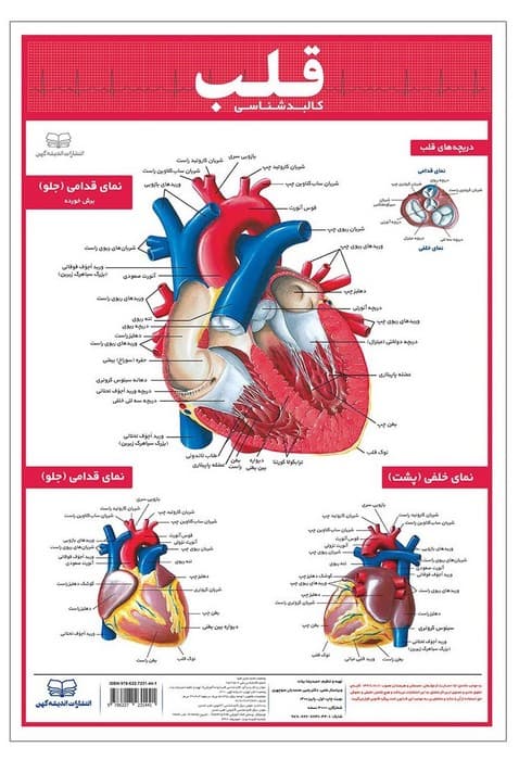 پوستر کالبد شناسی قلب 50*35 (گلاسه،باجعبه)