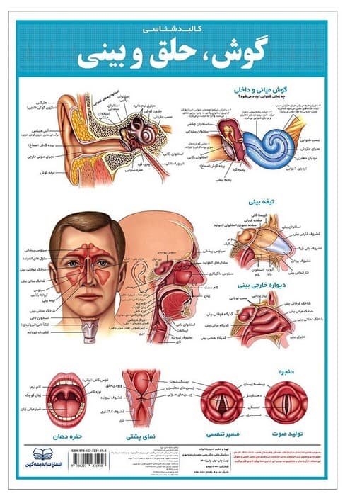 پوستر کالبد شناسی گوش،حلق و بینی 50*35 (گلاسه،باجعبه)