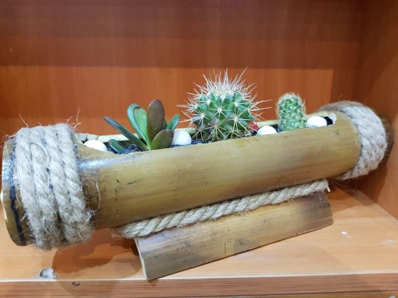 کاکتوس (بامبو بزرگ)