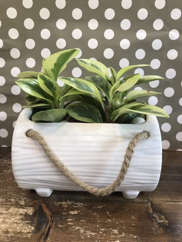 کاکتوس  (سرامیکی مستطیل طنابی)