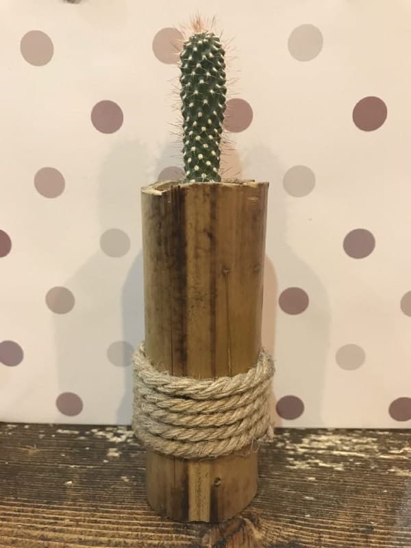 کاکتوس (بامبو کوچک)