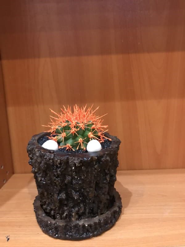 کاکتوس (اچینو رنگی)