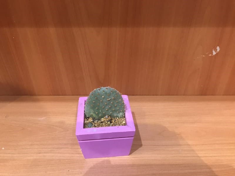 کاکتوس (فانتزی)