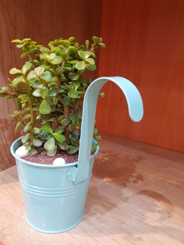 کاکتوس (سطل فلزی آویز)