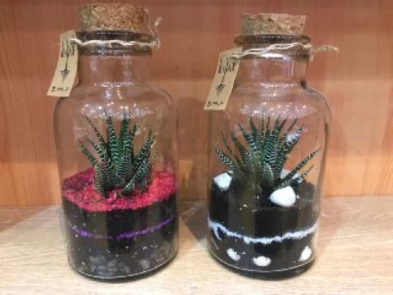 گیاه آمازون کوچک