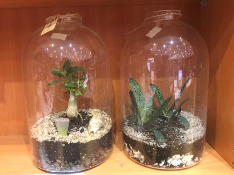 گیاه ویان 2 لیتری