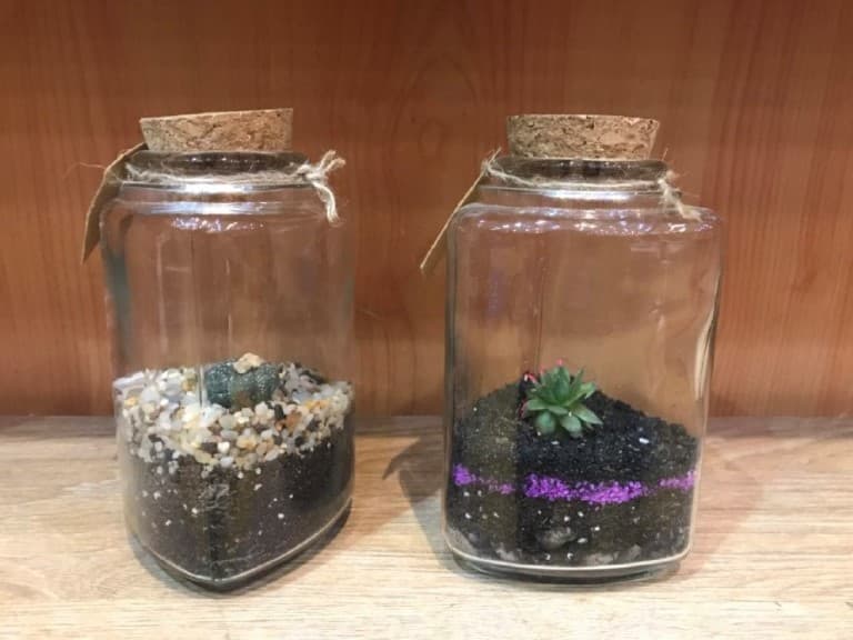 گیاه برمودا کوچک