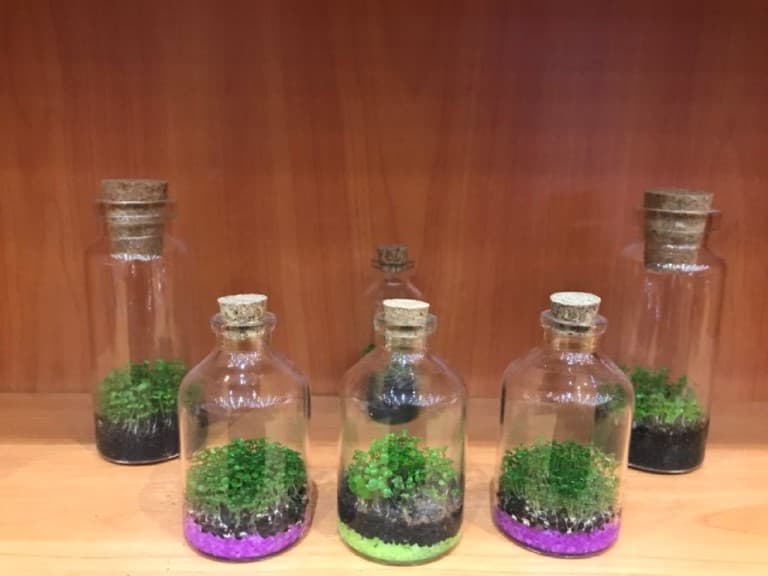 گیاه 50 سی سی 