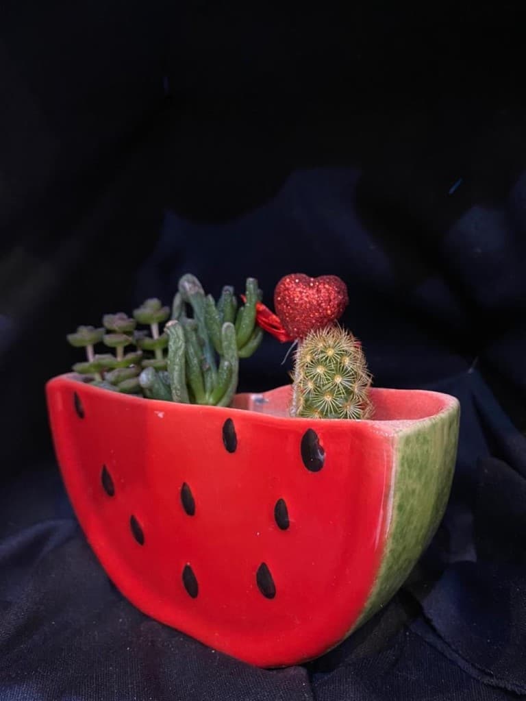 کاکتوس (طرح هندوانه کوچک)