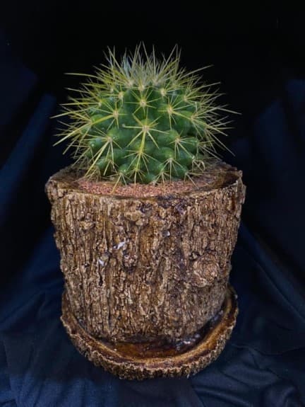 کاکتوس (اچینو)