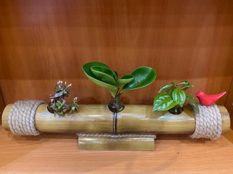 کاکتوس (بامبو کد 3)