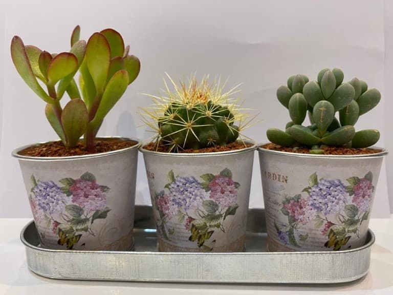 کاکتوس (3 تایی فلزی)