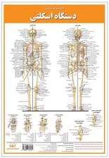 پوستر کالبد شناسی دستگاه اسکلتی 50*35 (گلاسه،باجعبه)