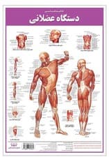 پوستر کالبد شناسی دستگاه عضلانی 50*35 (گلاسه،باجعبه)