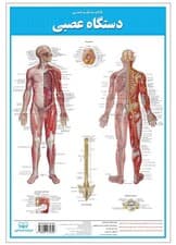 پوستر کالبد شناسی دستگاه عصبی 50*35 (گلاسه،باجعبه)