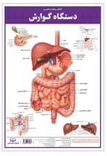پوستر کالبد شناسی دستگاه گوارش 50*35 (گلاسه،باجعبه)