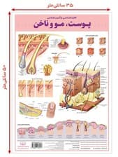 پوستر کالبد شناسی و آسیب شناسی50 پوست،مو و ناخن 50*35 (گلاسه،باجعبه)