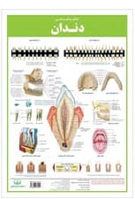 پوستر کالبد شناسی دندان 50*35 (گلاسه،باجعبه)