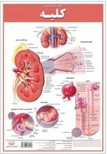 پوستر کالبد شناسی کلیه 50*35 (گلاسه،باجعبه)