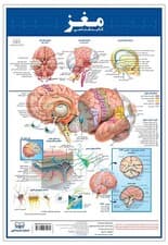 پوستر کالبد شناسی مغز 50*35 (گلاسه،باجعبه)