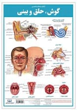 پوستر کالبد شناسی گوش،حلق و بینی 50*35 (گلاسه،باجعبه)